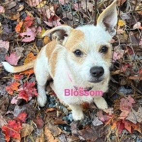 Blossom, Adoptable, Young Female Mixed Breed.