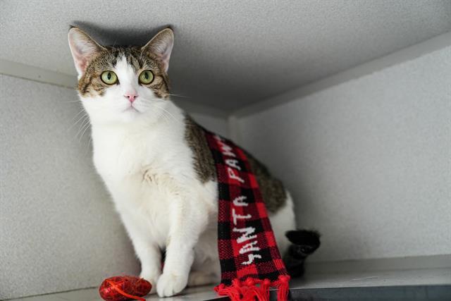 Enlarge WILMA, a Adoptable Domestic Short Hair in Aurora, CO image 1/1