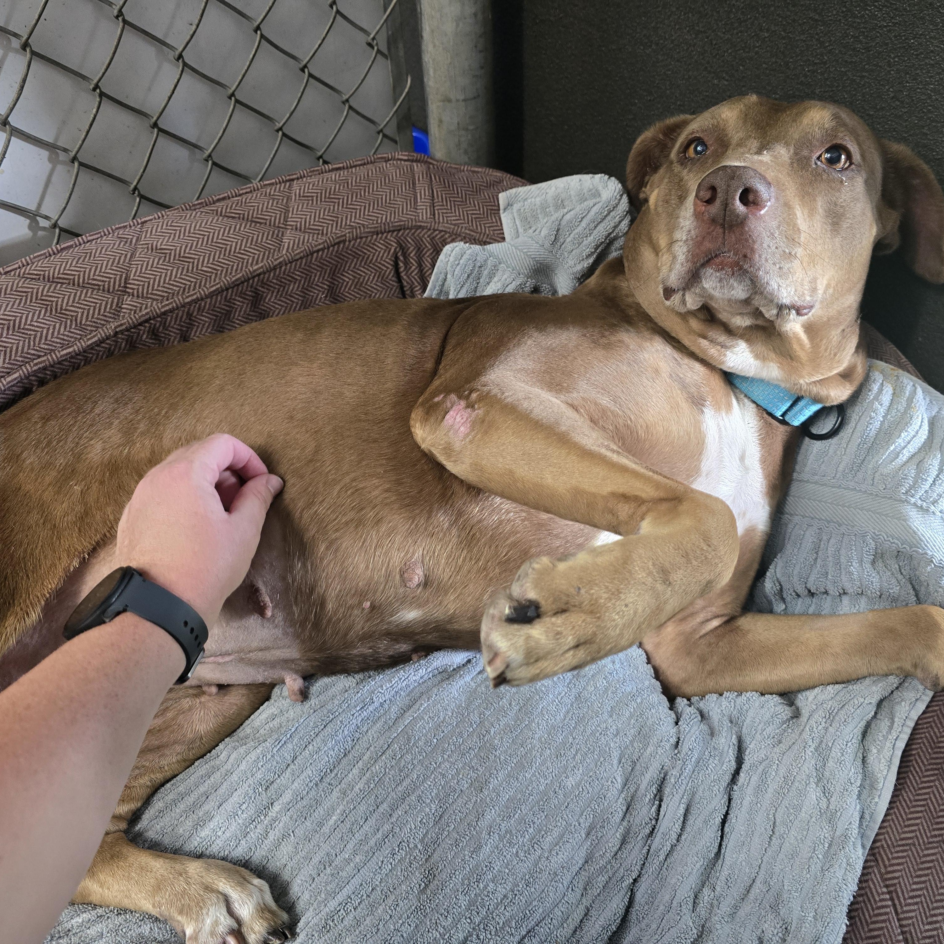 Enlarge Henrietta, a ADOPTABLE mixed breed in Pembroke Pines, FL image 6/6