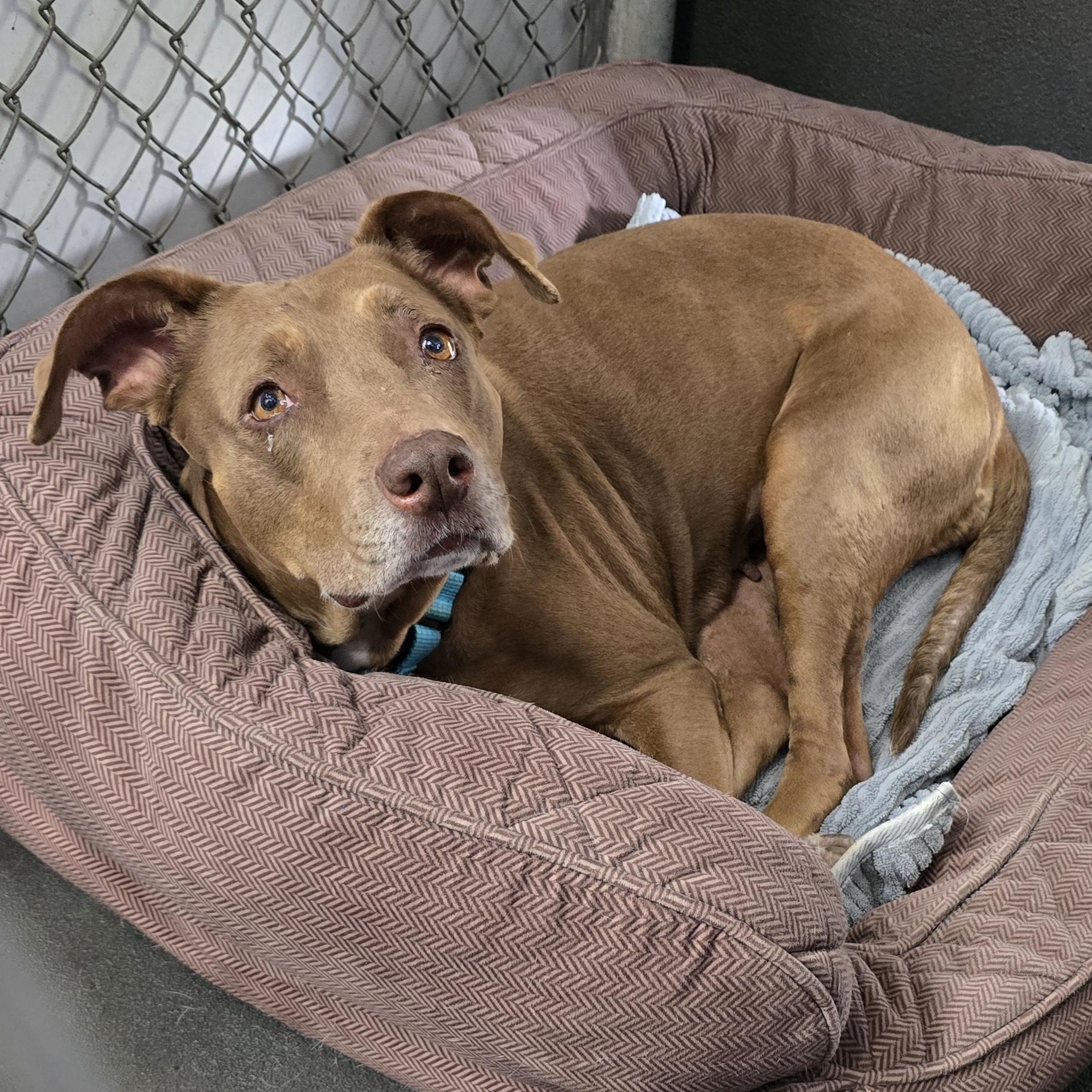 Enlarge Henrietta, a ADOPTABLE mixed breed in Pembroke Pines, FL image 3/6