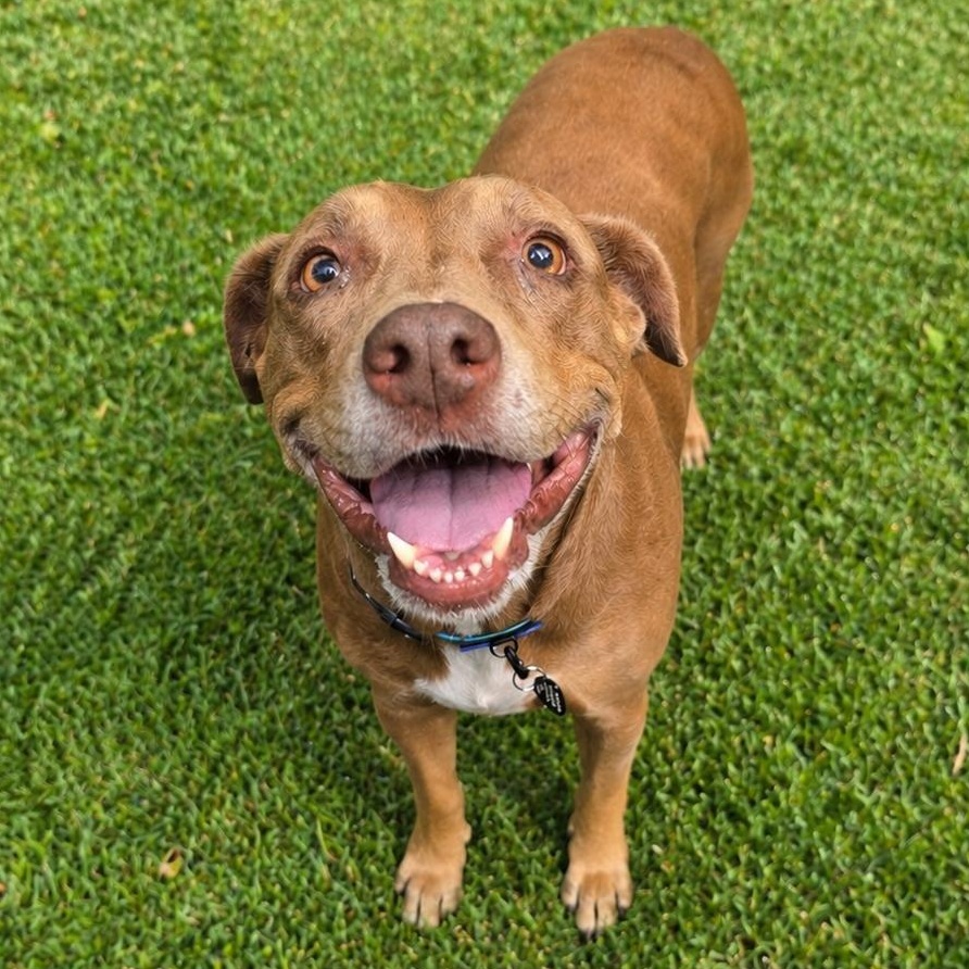 Enlarge Henrietta, a ADOPTABLE mixed breed in Pembroke Pines, FL image 2/6