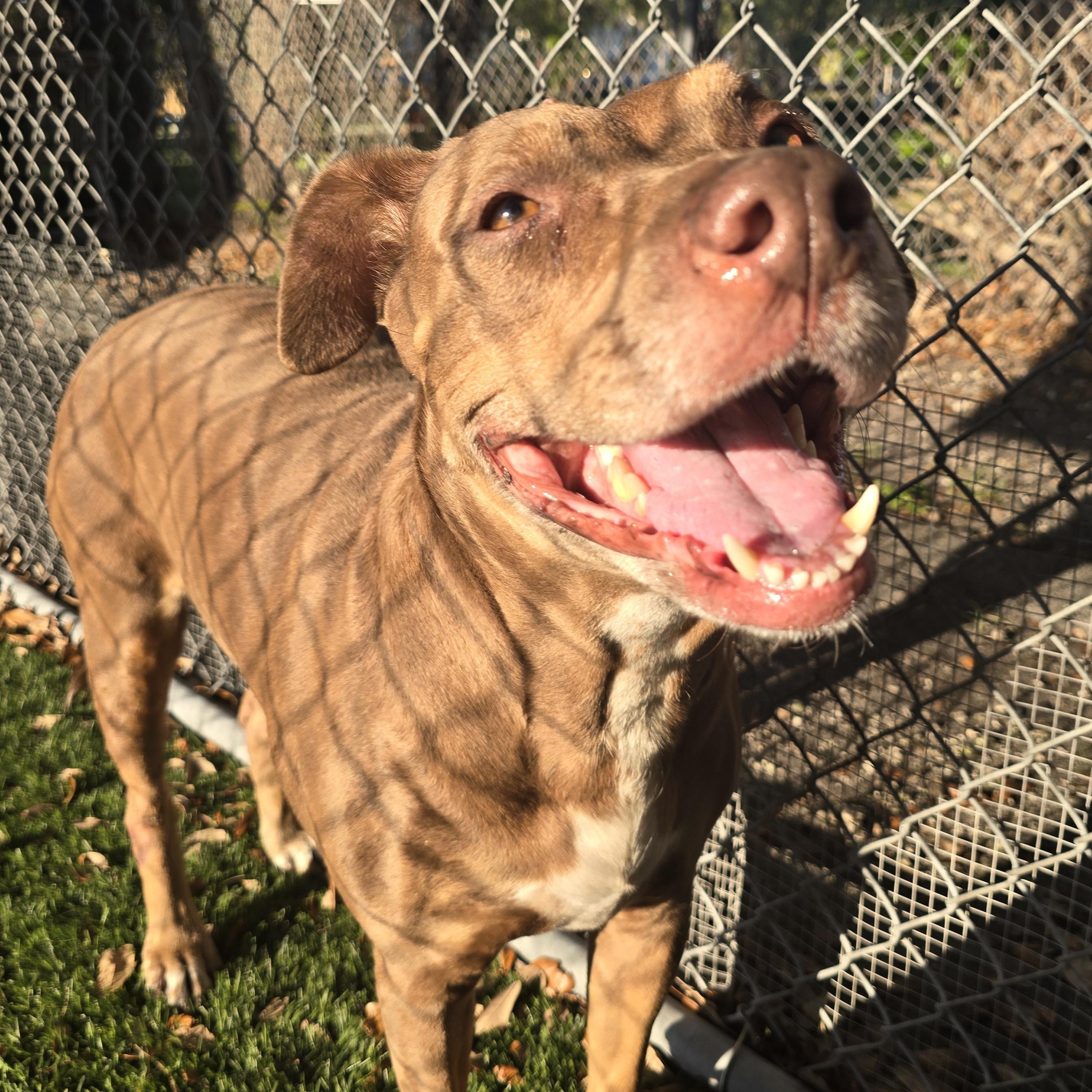 Enlarge Henrietta, a ADOPTABLE mixed breed in Pembroke Pines, FL image 5/6