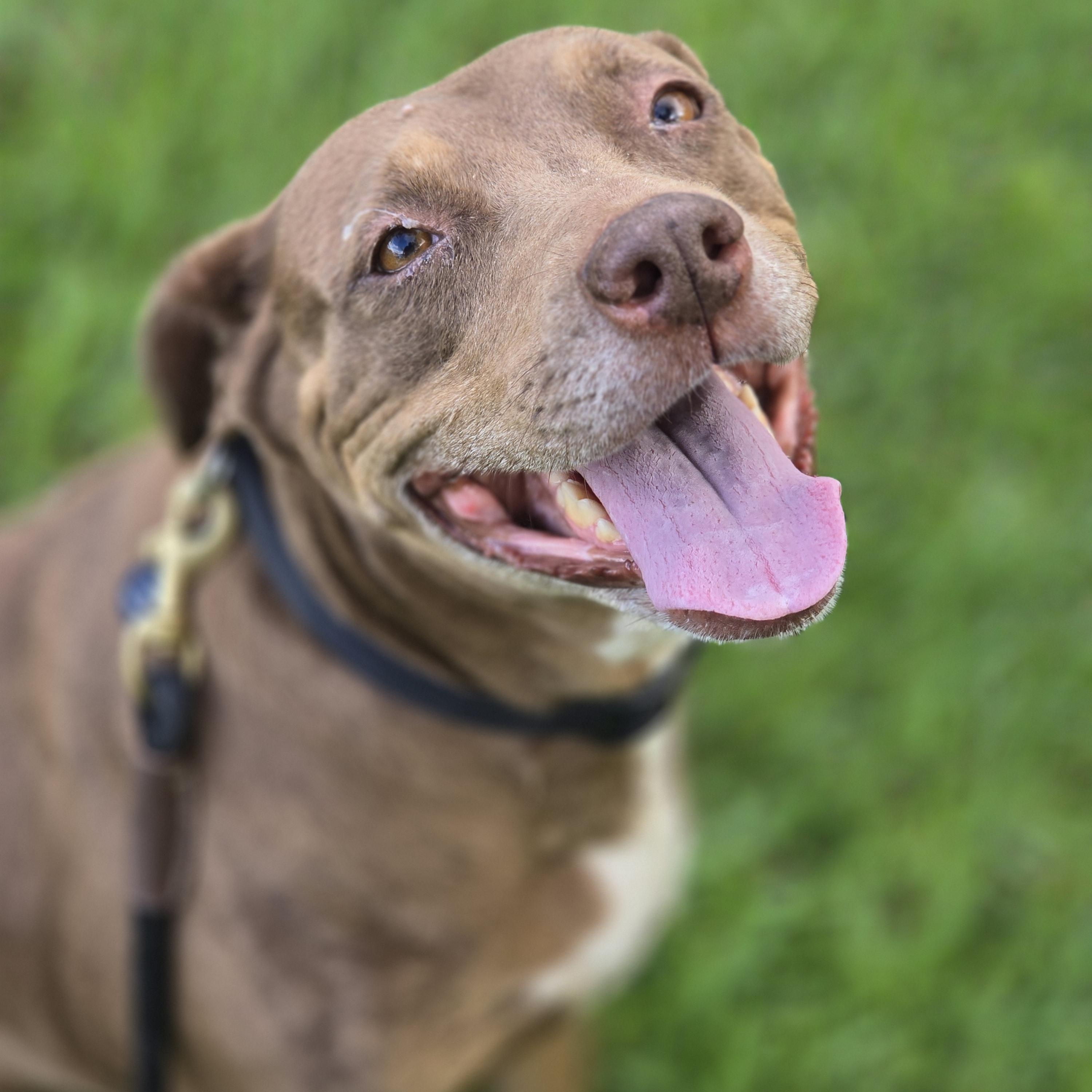 Henrietta, ADOPTABLE, Adult Female Pit Bull Terrier.