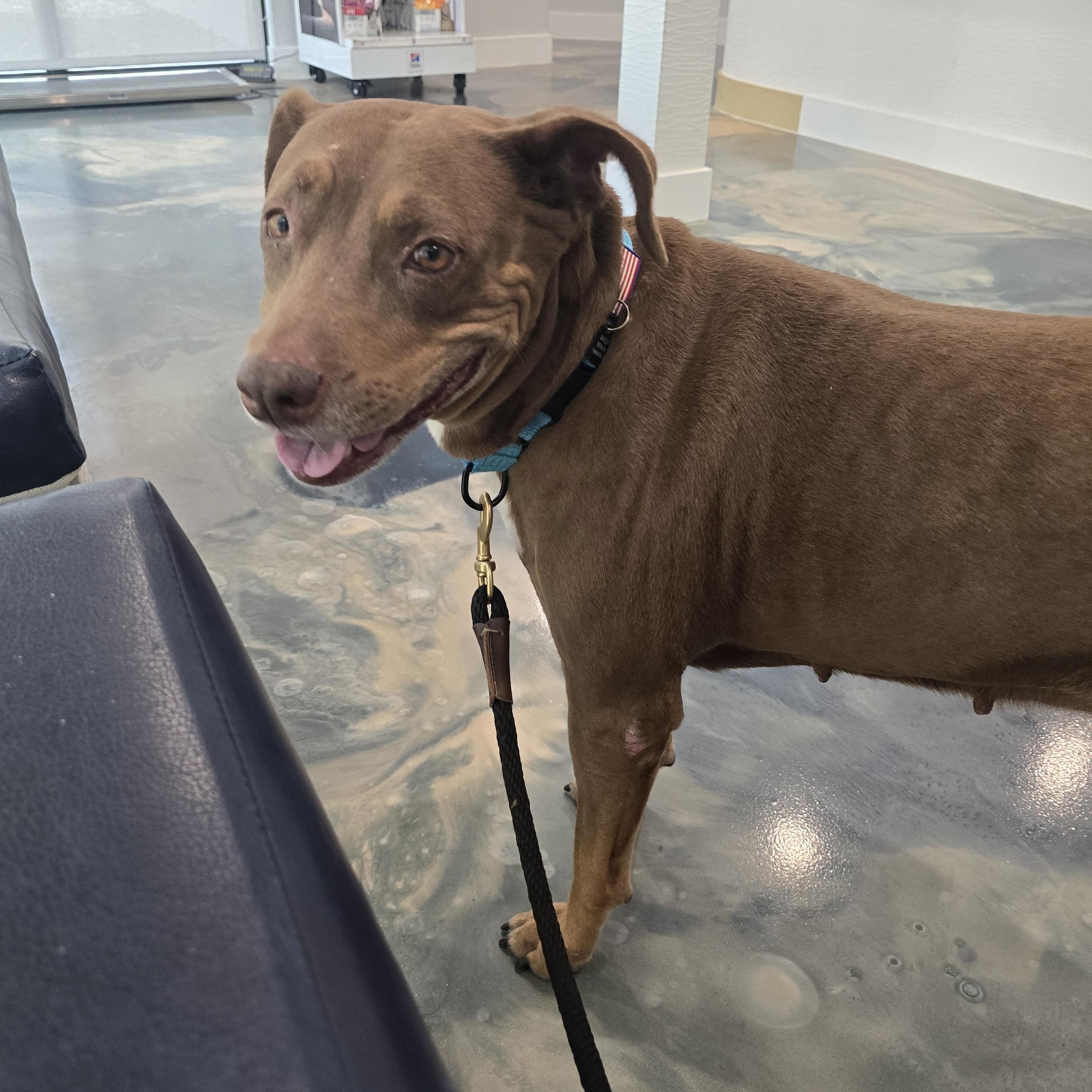 Enlarge Henrietta, a ADOPTABLE mixed breed in Pembroke Pines, FL image 4/6