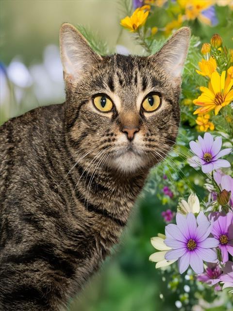 Enlarge OPHELIA, a Adoptable Domestic Short Hair in Cookeville, TN image 1/1