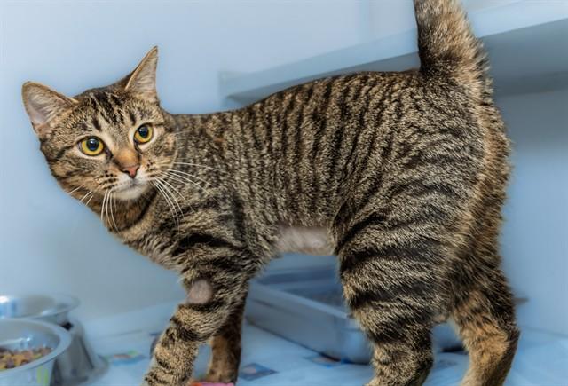 OPHELIA, Adoptable, Young Female Domestic Short Hair.