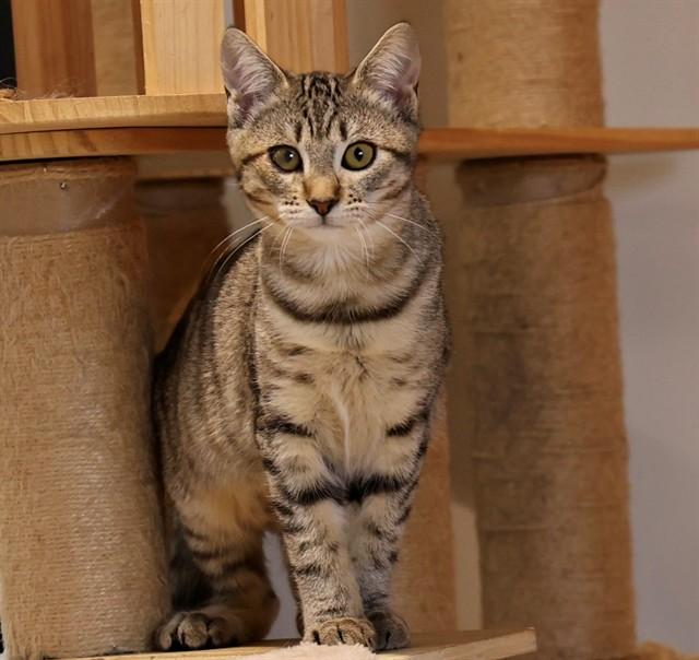 Enlarge ANACAPA, a Adoptable Domestic Short Hair in San Luis Obispo, CA image 1/1