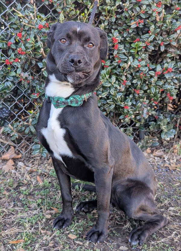 Door Stopper thumbnail 2