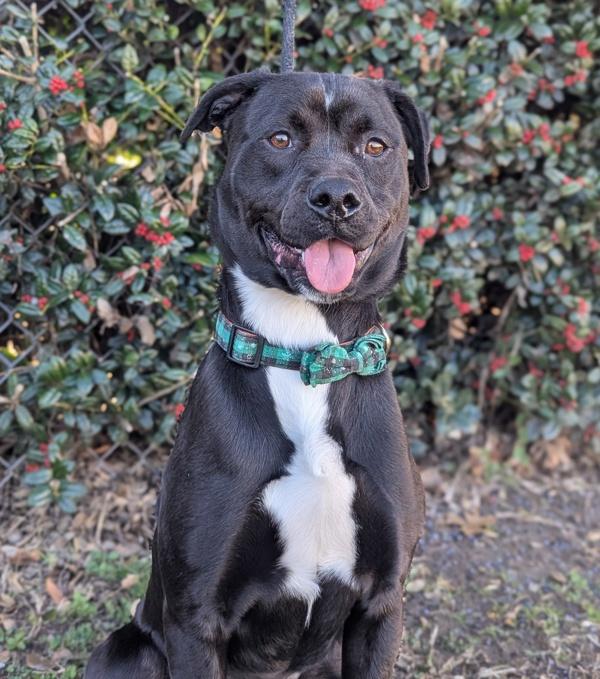 Door Stopper thumbnail 3