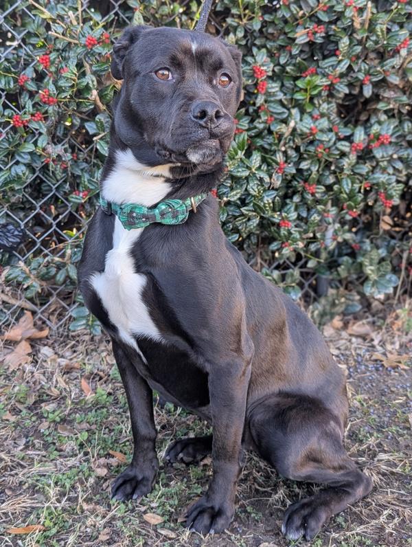 Door Stopper thumbnail 4