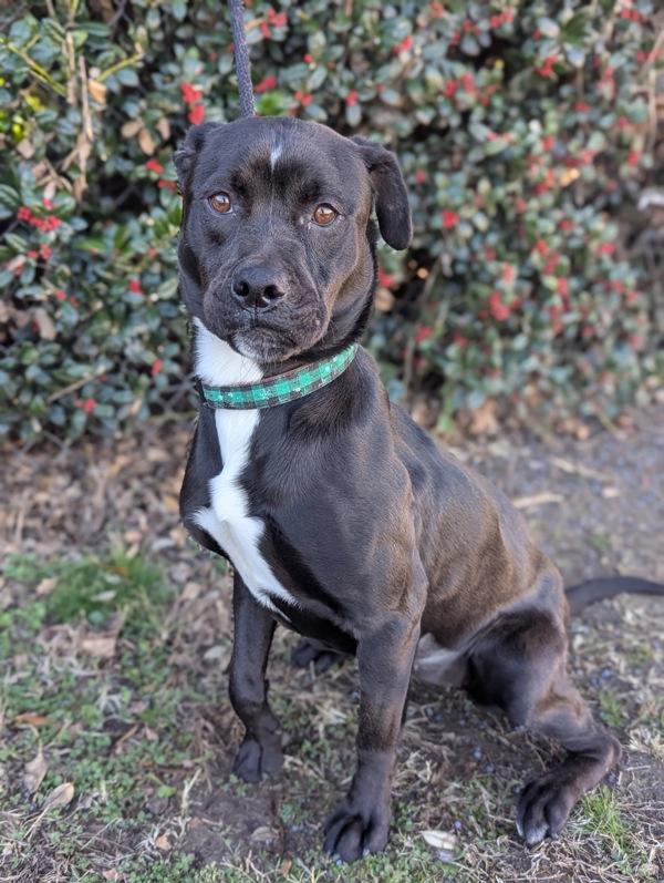 Door Stopper thumbnail 5