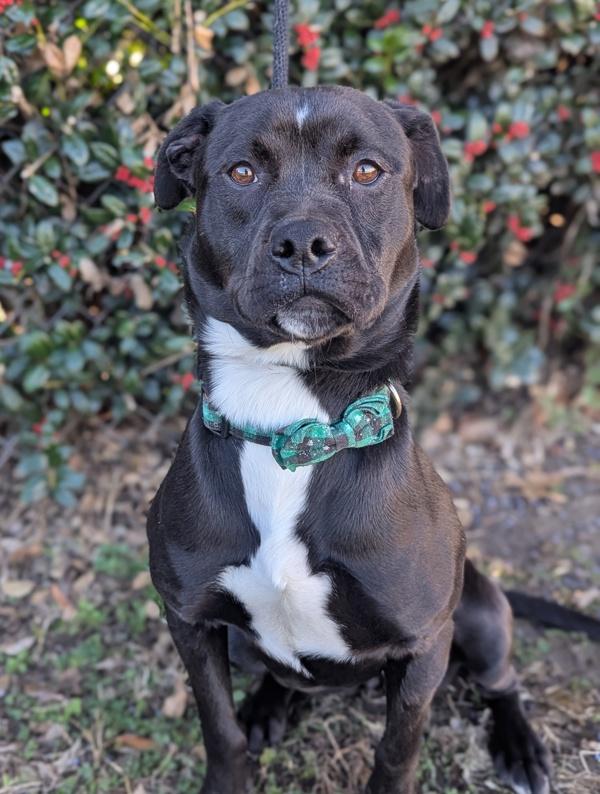 Door Stopper thumbnail 6