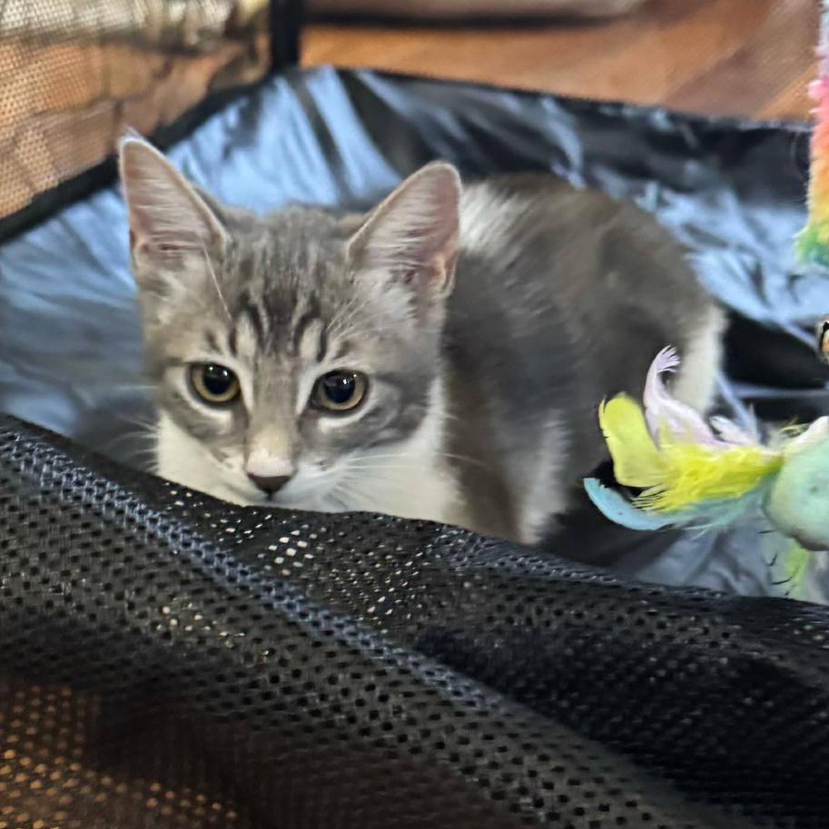 Enlarge Cloudy, a Adoptable mixed breed in Escondido, CA image 2/6