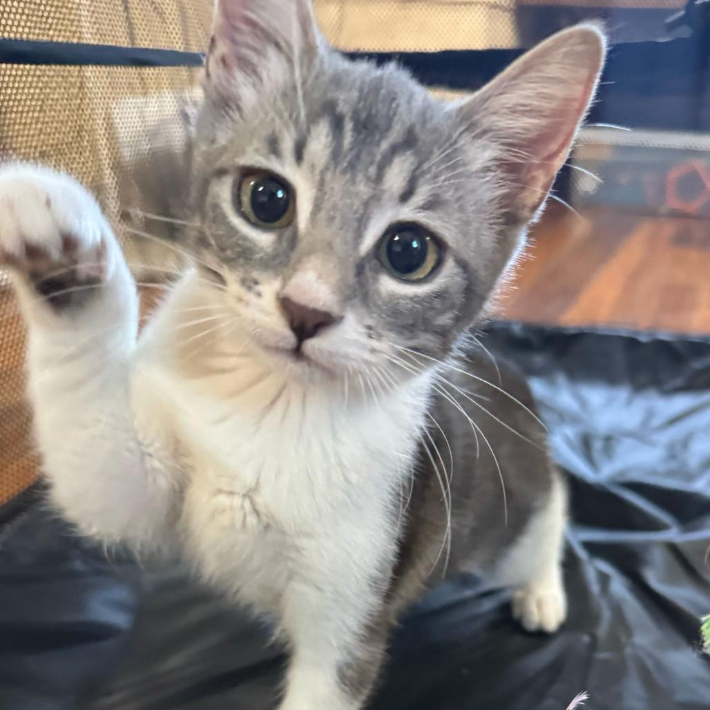 Enlarge Cloudy, a Adoptable mixed breed in Escondido, CA image 3/6