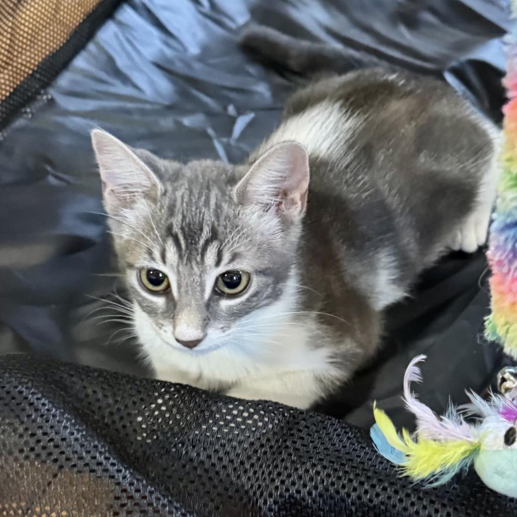 Enlarge Cloudy, a Adoptable mixed breed in Escondido, CA image 4/6