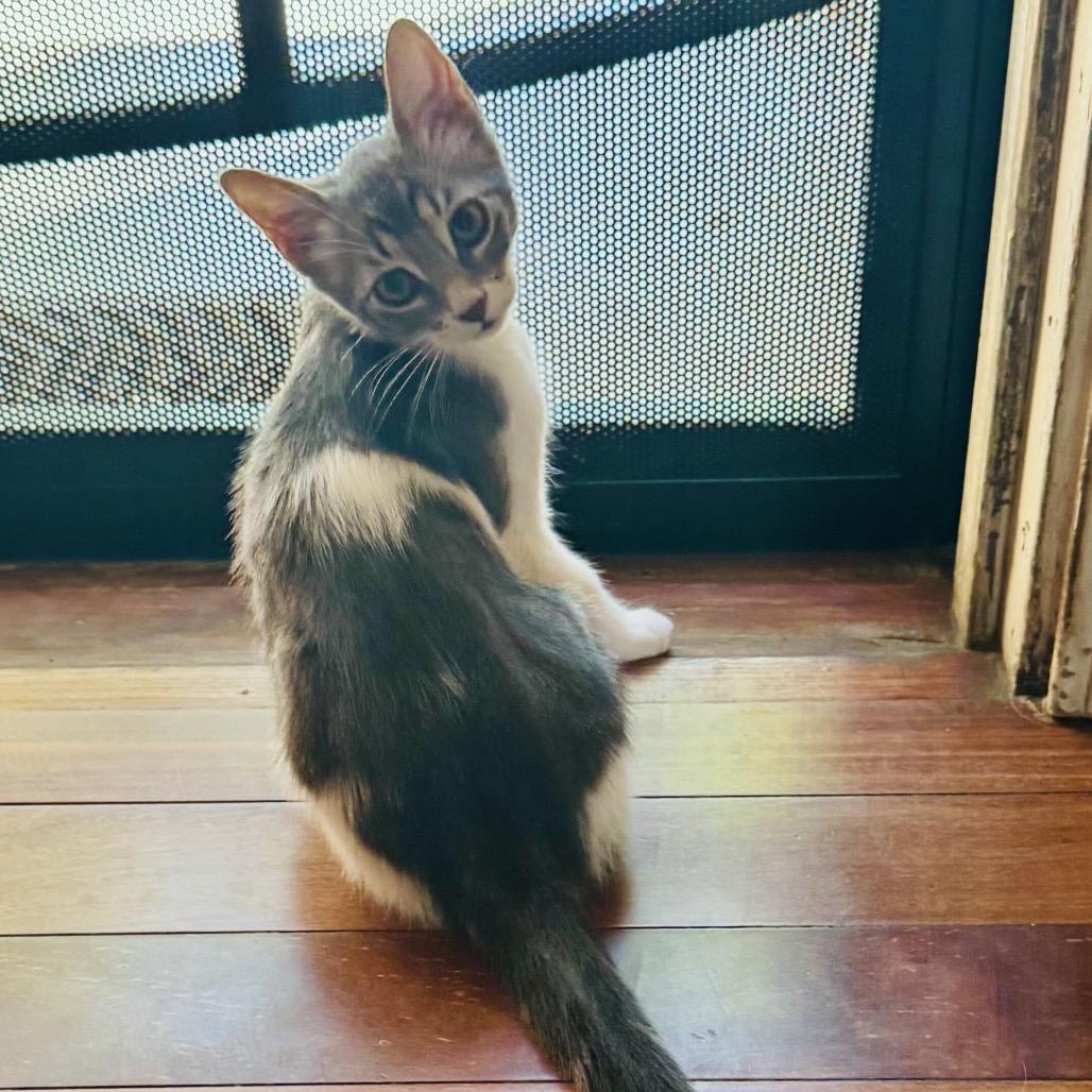 Enlarge Cloudy, a Adoptable mixed breed in Escondido, CA image 5/6