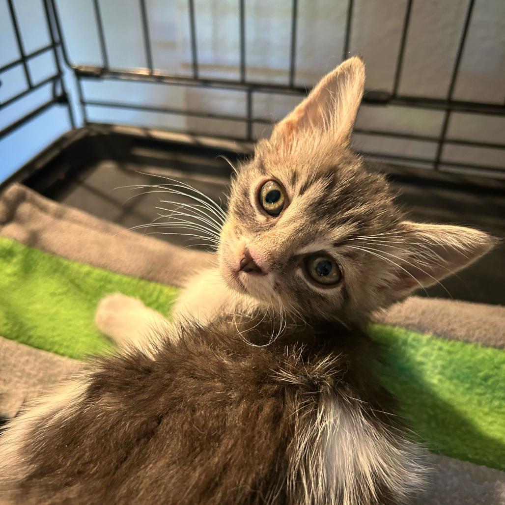 Enlarge Cloudy, a Adoptable mixed breed in Escondido, CA image 6/6