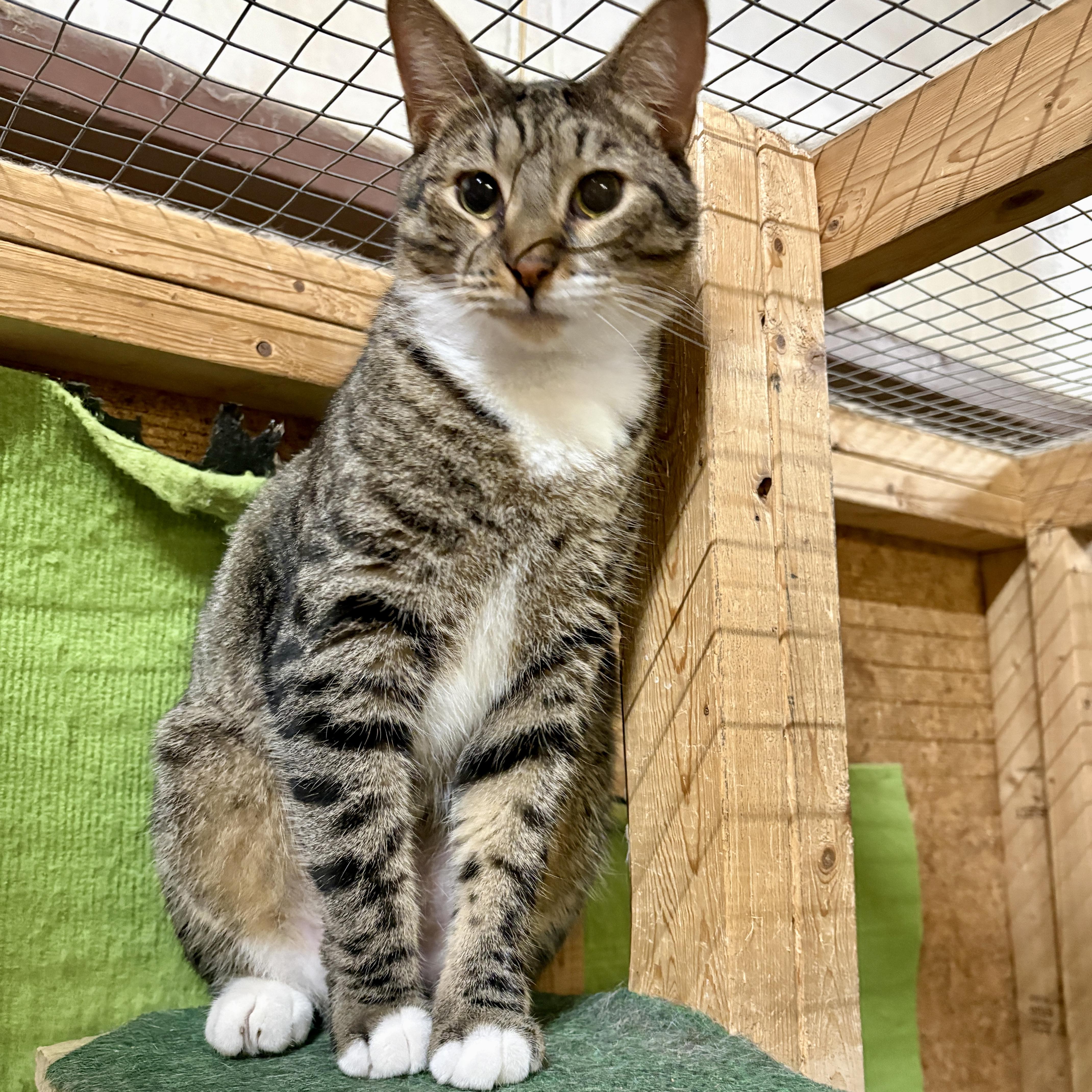 Quitman, Adoptable, Young Male Domestic Short Hair.