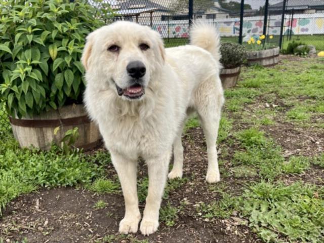 HUCKLEBERRY*, Adoptable, Adult Male Great Pyrenees.