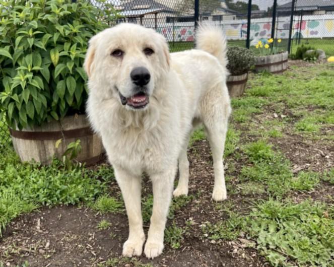 HUCKLEBERRY*, a Adoptable Great Pyrenees in Santa Cruz, CA image 2/2