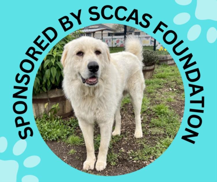 HUCKLEBERRY*, Adoptable, Adult Male Great Pyrenees.