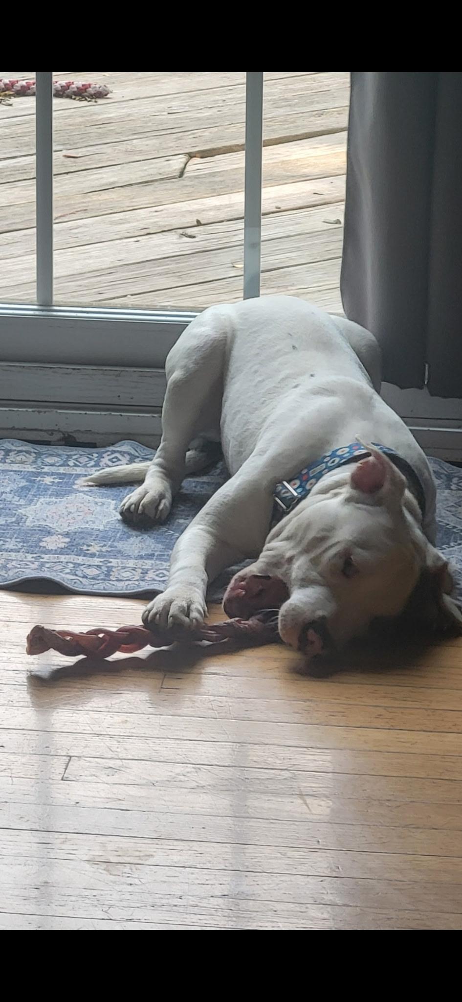 Joe Bob, Adoptable, Young Male American Staffordshire Terrier.