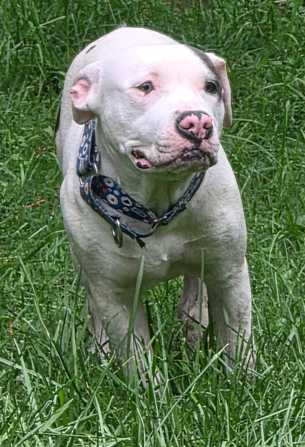 Enlarge Joe Bob, a Adoptable American Staffordshire Terrier in Wheaton, IL image 2/6