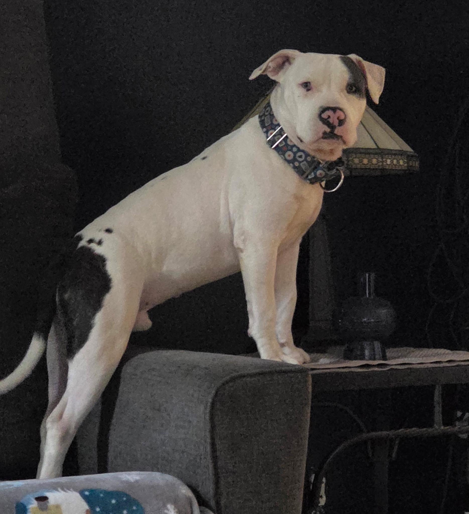 Enlarge Joe Bob, a Adoptable American Staffordshire Terrier in Wheaton, IL image 3/6