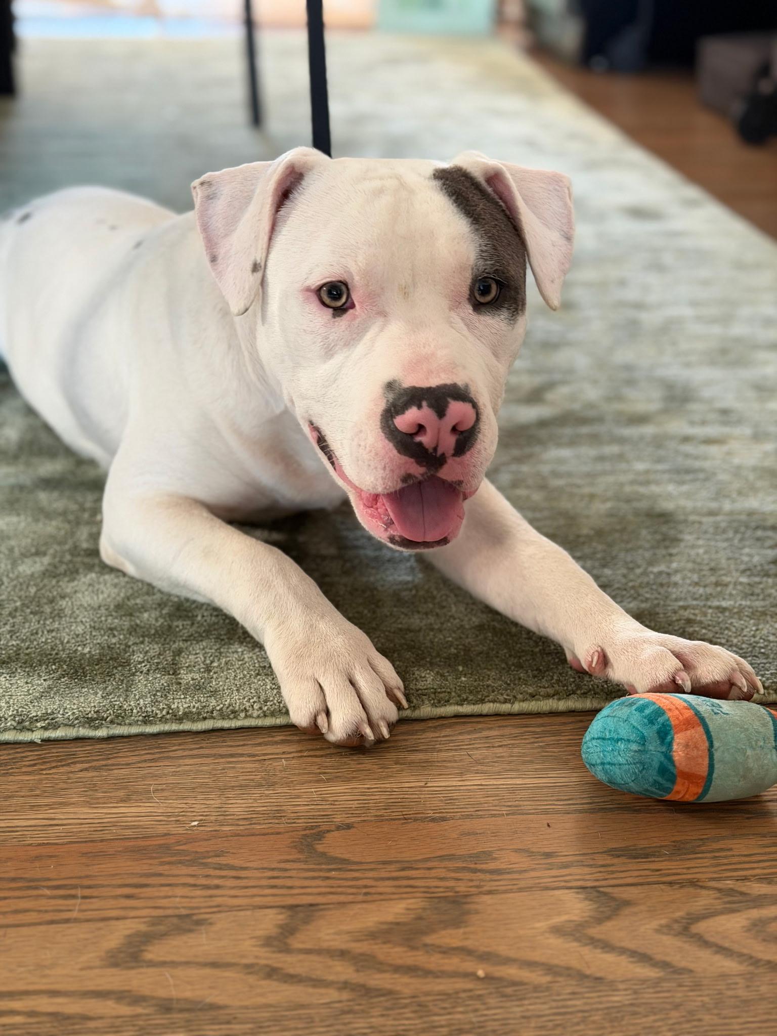 Enlarge Joe Bob, a Adoptable American Staffordshire Terrier in Wheaton, IL image 4/6