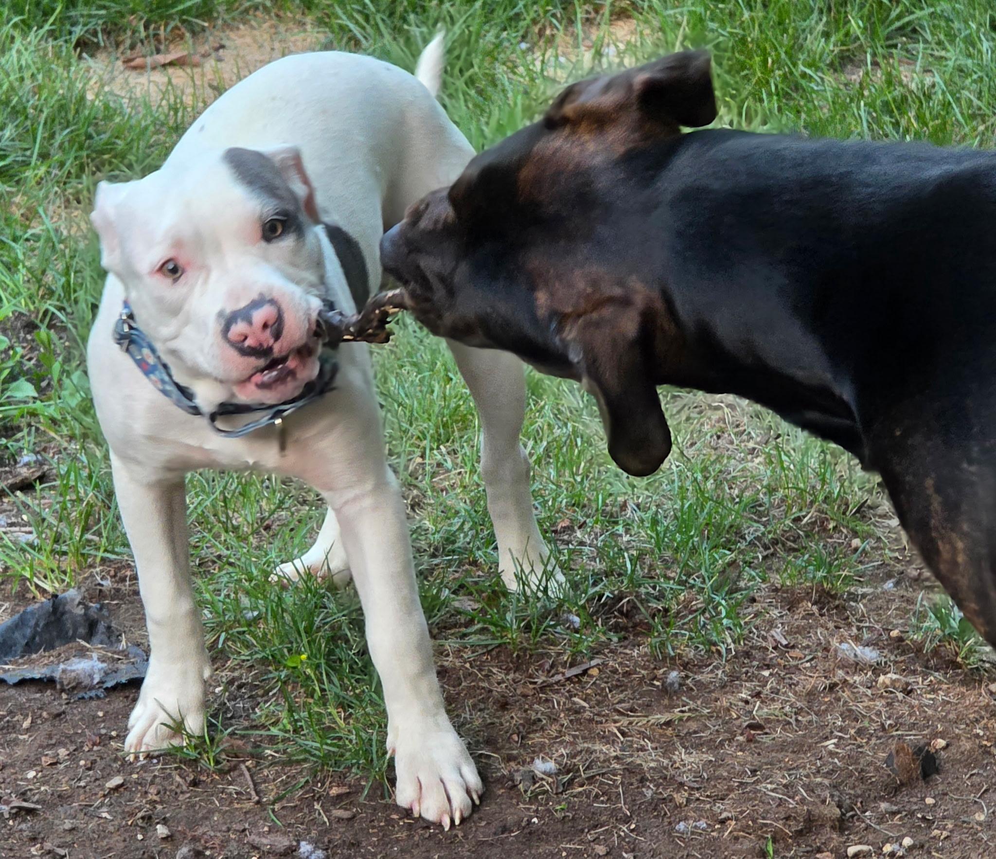 Enlarge Joe Bob, a Adoptable American Staffordshire Terrier in Wheaton, IL image 5/6