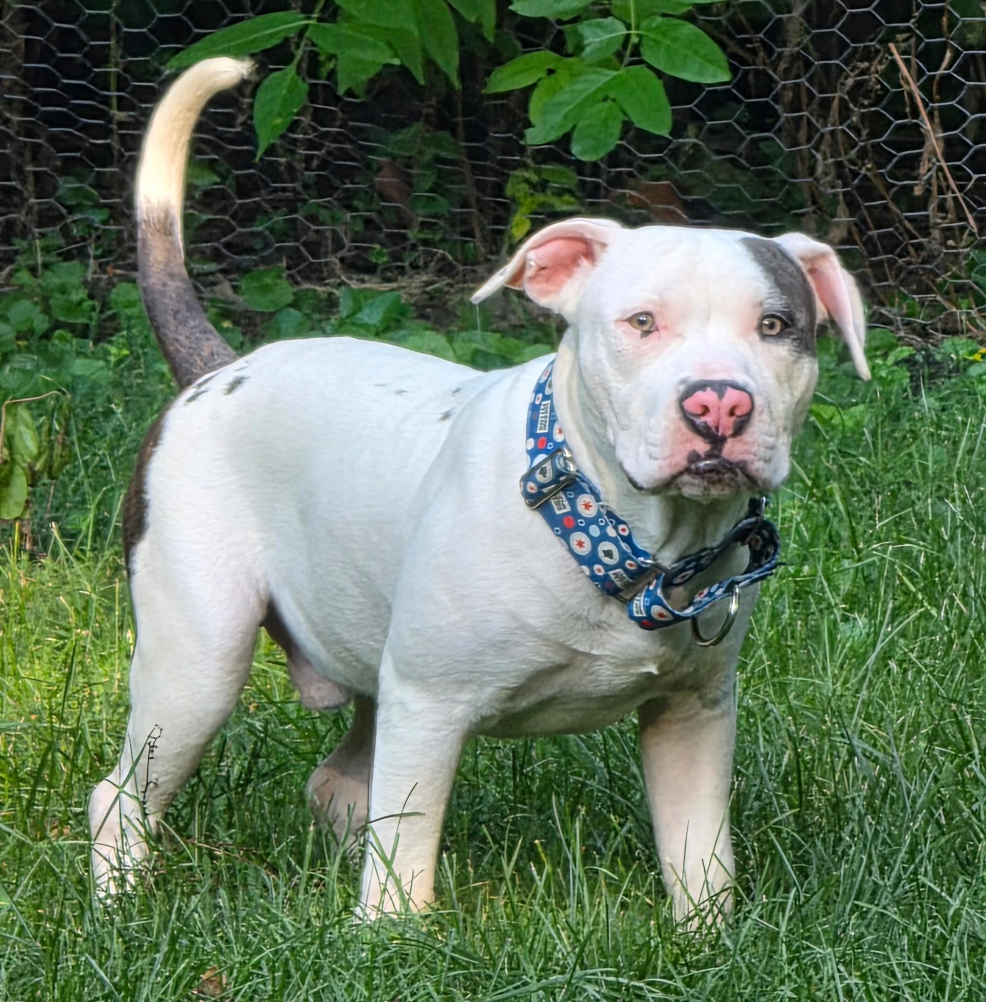 Enlarge Joe Bob, a Adoptable American Staffordshire Terrier in Wheaton, IL image 6/6