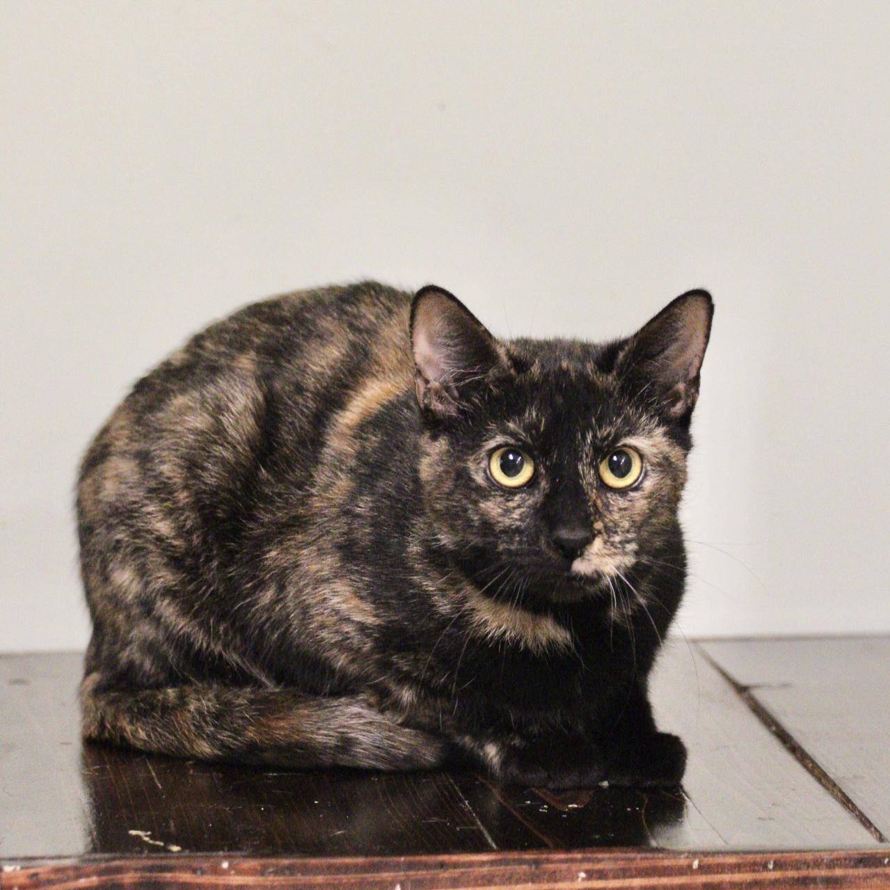 Enlarge Cleopatra , a Adoptable mixed breed in Briarcliff Manor, NY image 2/2