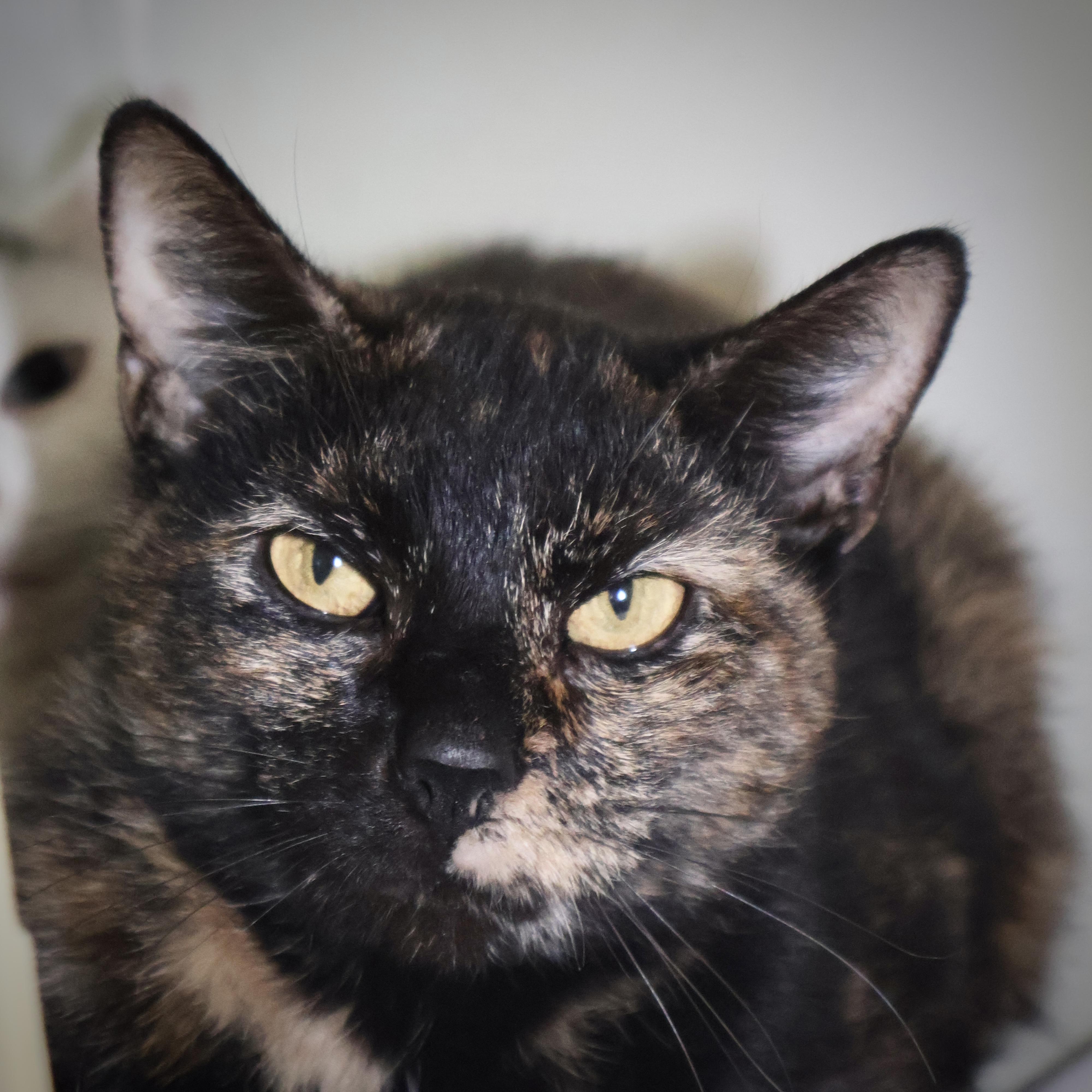 Cleopatra thumbnail 2