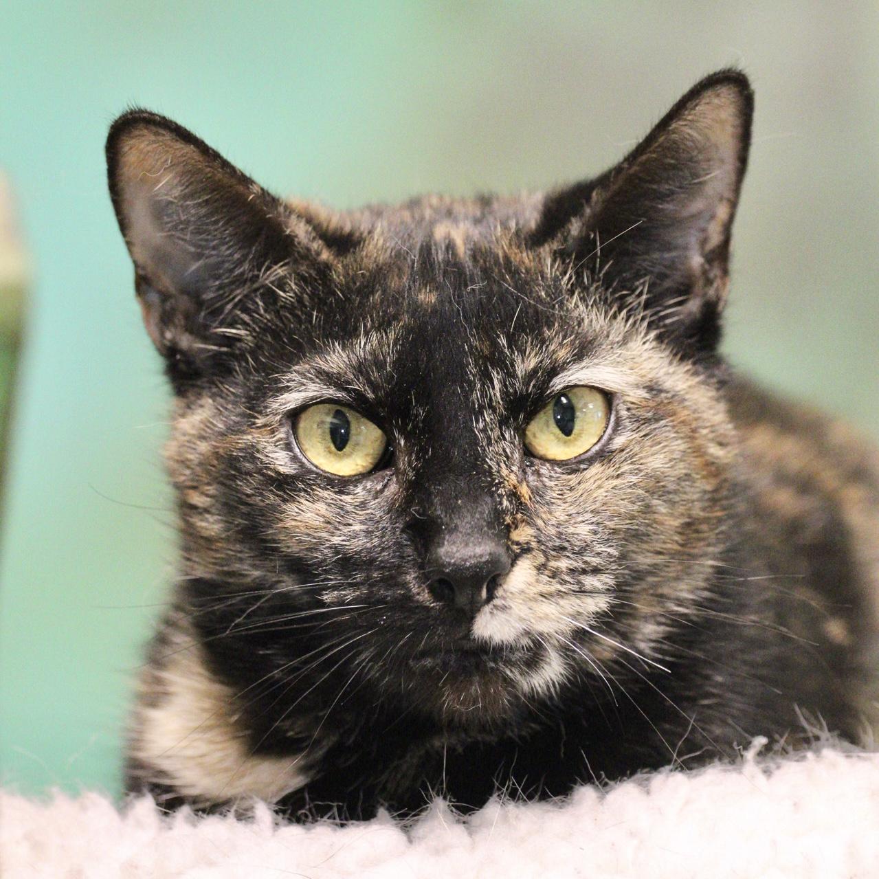 Enlarge Cleopatra , a Adoptable mixed breed in Briarcliff Manor, NY image 1/2