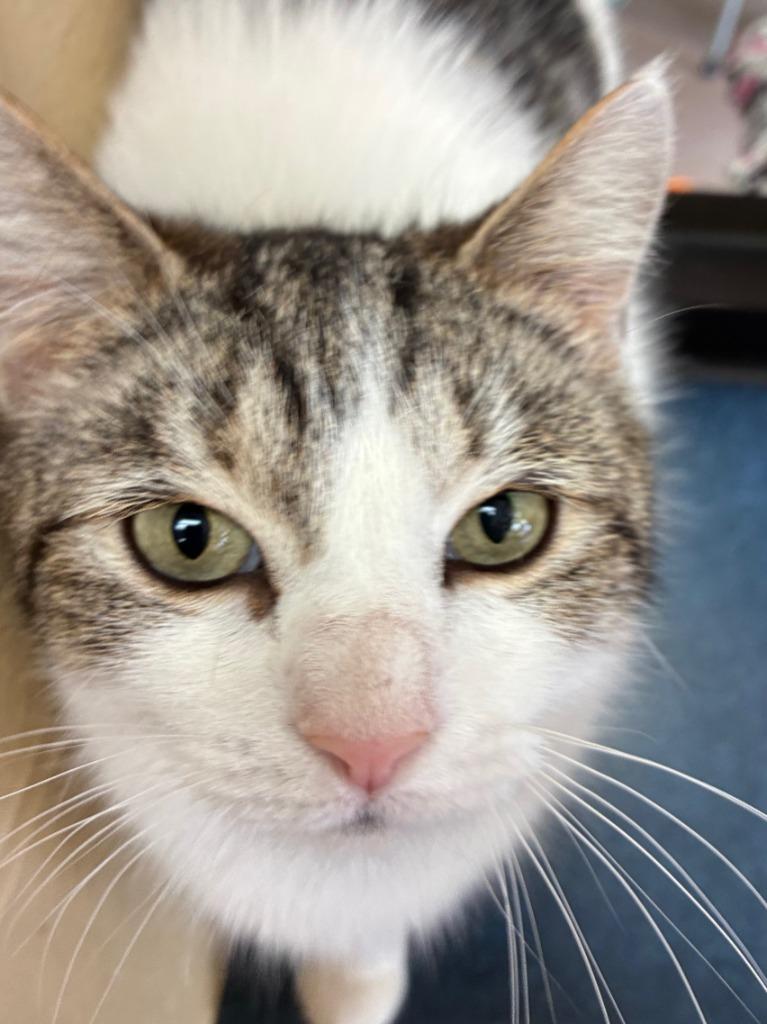 Enlarge Reebok, a Adoptable mixed breed in Cincinnati, OH image 1/6