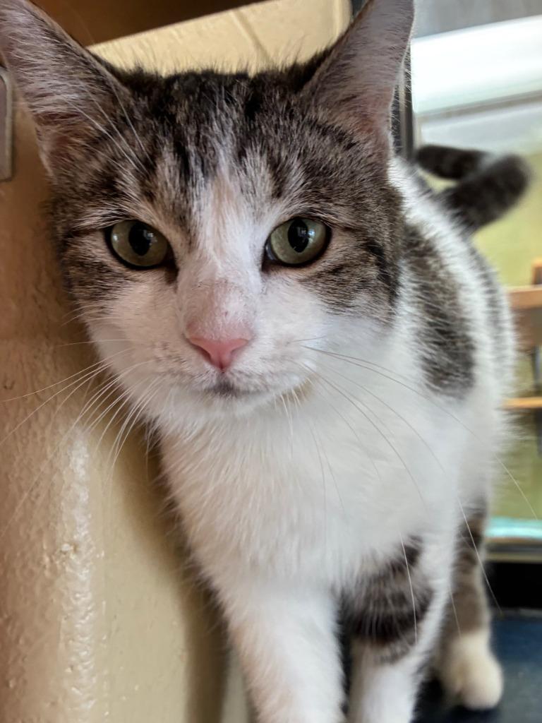 Enlarge Reebok, a Adoptable mixed breed in Cincinnati, OH image 2/6