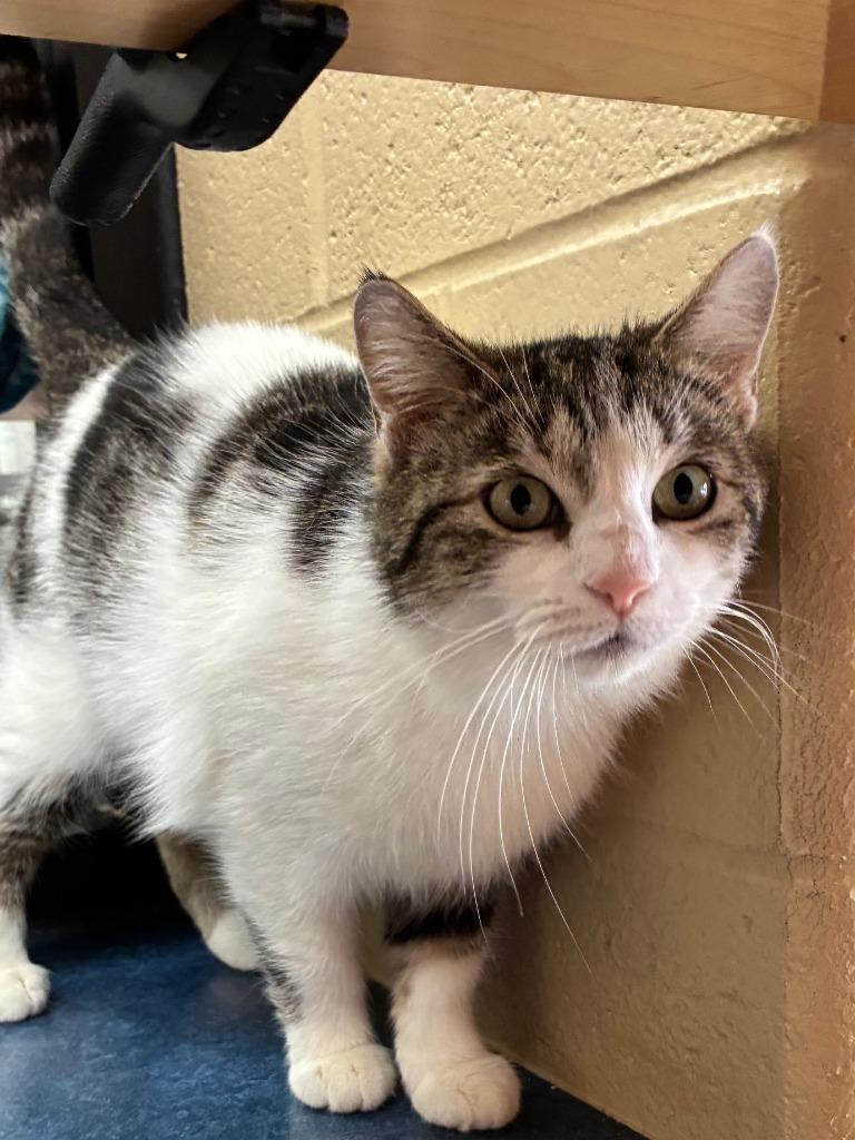 Enlarge Reebok, a Adoptable mixed breed in Cincinnati, OH image 3/6