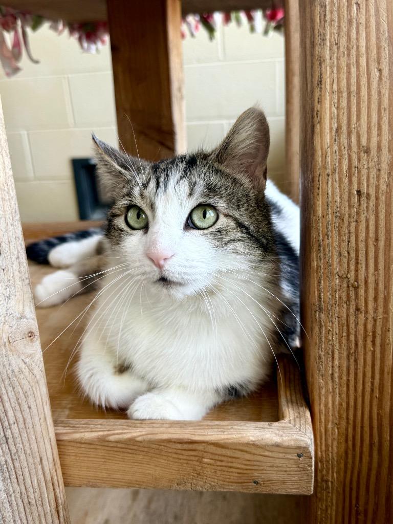 Enlarge Reebok, a Adoptable mixed breed in Cincinnati, OH image 4/6