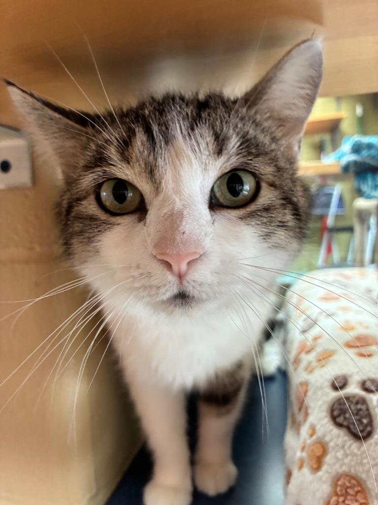 Enlarge Reebok, a Adoptable mixed breed in Cincinnati, OH image 5/6