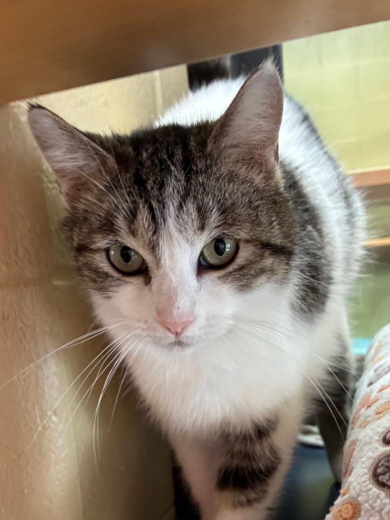 Enlarge Reebok, a Adoptable mixed breed in Cincinnati, OH image 6/6