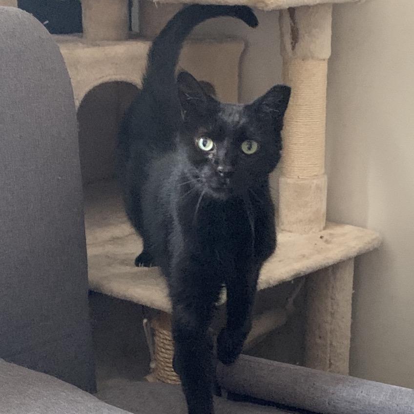 Enlarge Trout, a Adoptable Domestic Short Hair in Ferndale, MI image 1/6