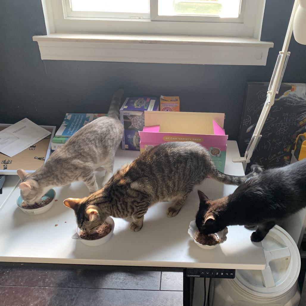 Enlarge Trout, a Adoptable Domestic Short Hair in Ferndale, MI image 3/6