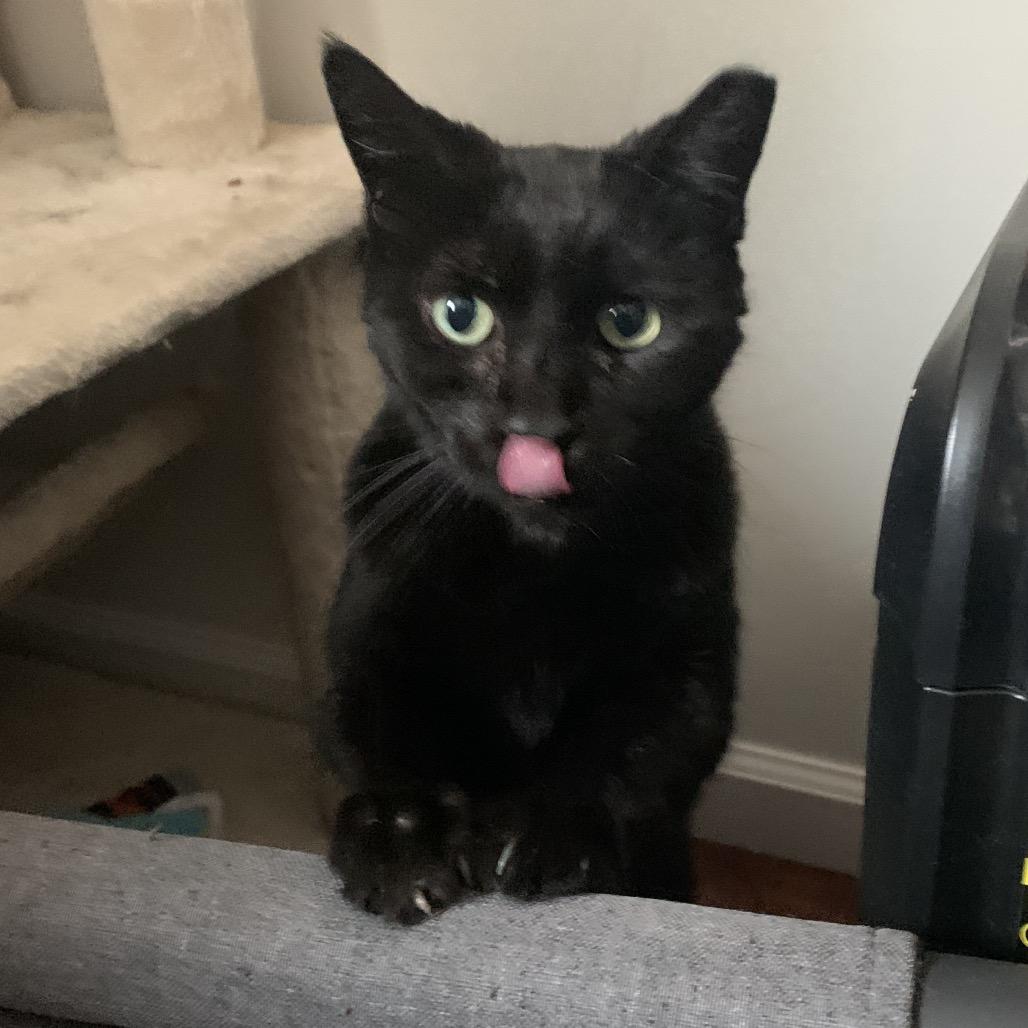 Enlarge Trout, a Adoptable Domestic Short Hair in Ferndale, MI image 4/6