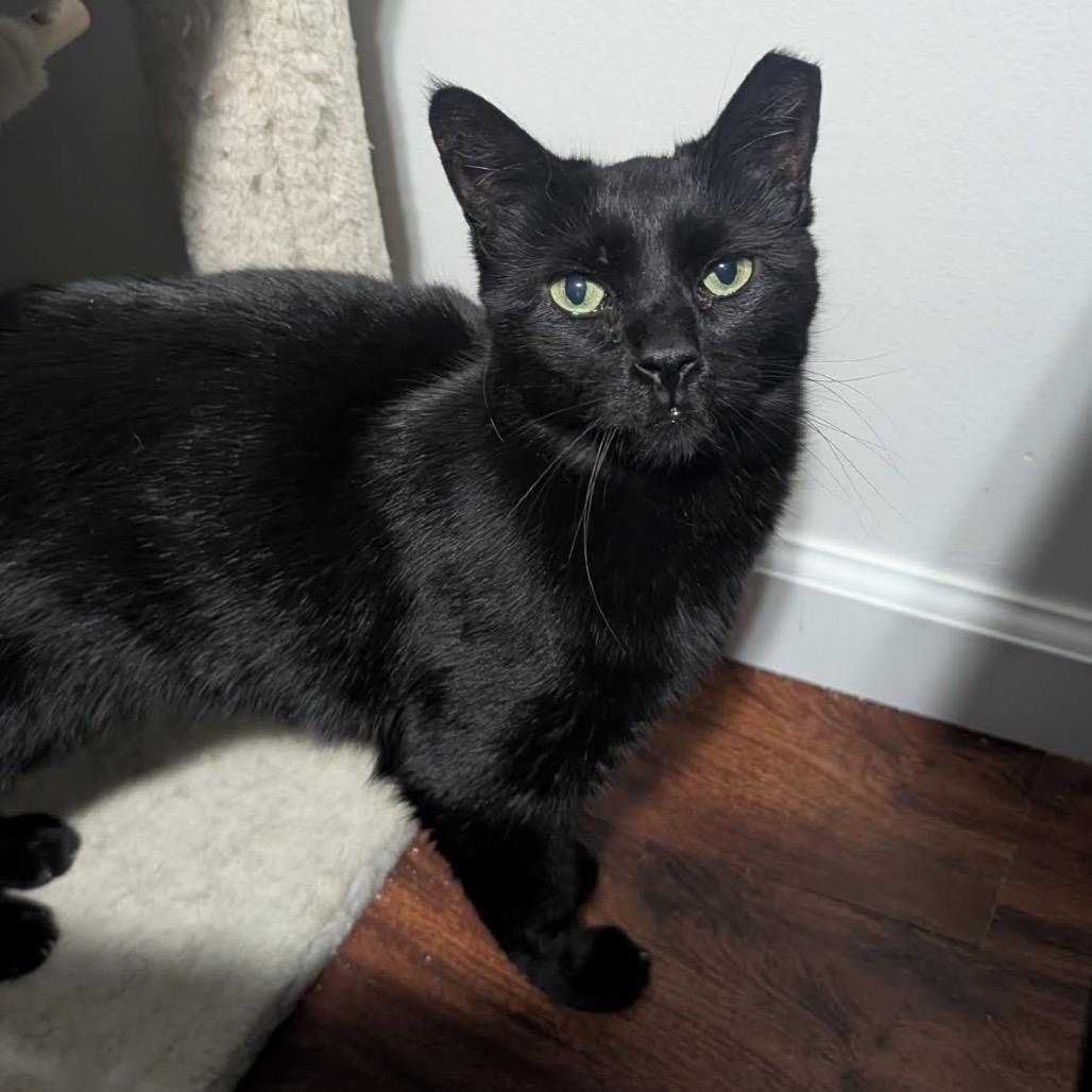 Enlarge Trout, a Adoptable Domestic Short Hair in Ferndale, MI image 5/6