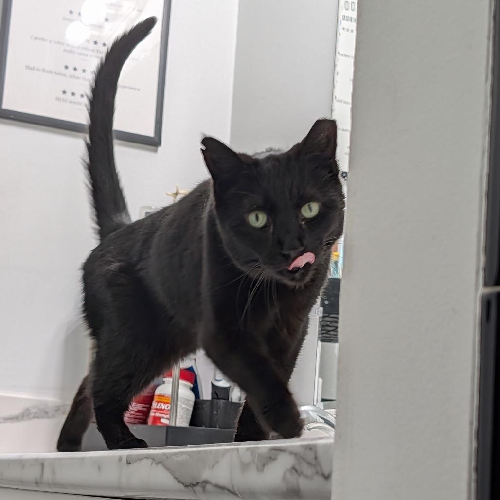 Enlarge Trout, a Adoptable Domestic Short Hair in Ferndale, MI image 6/6