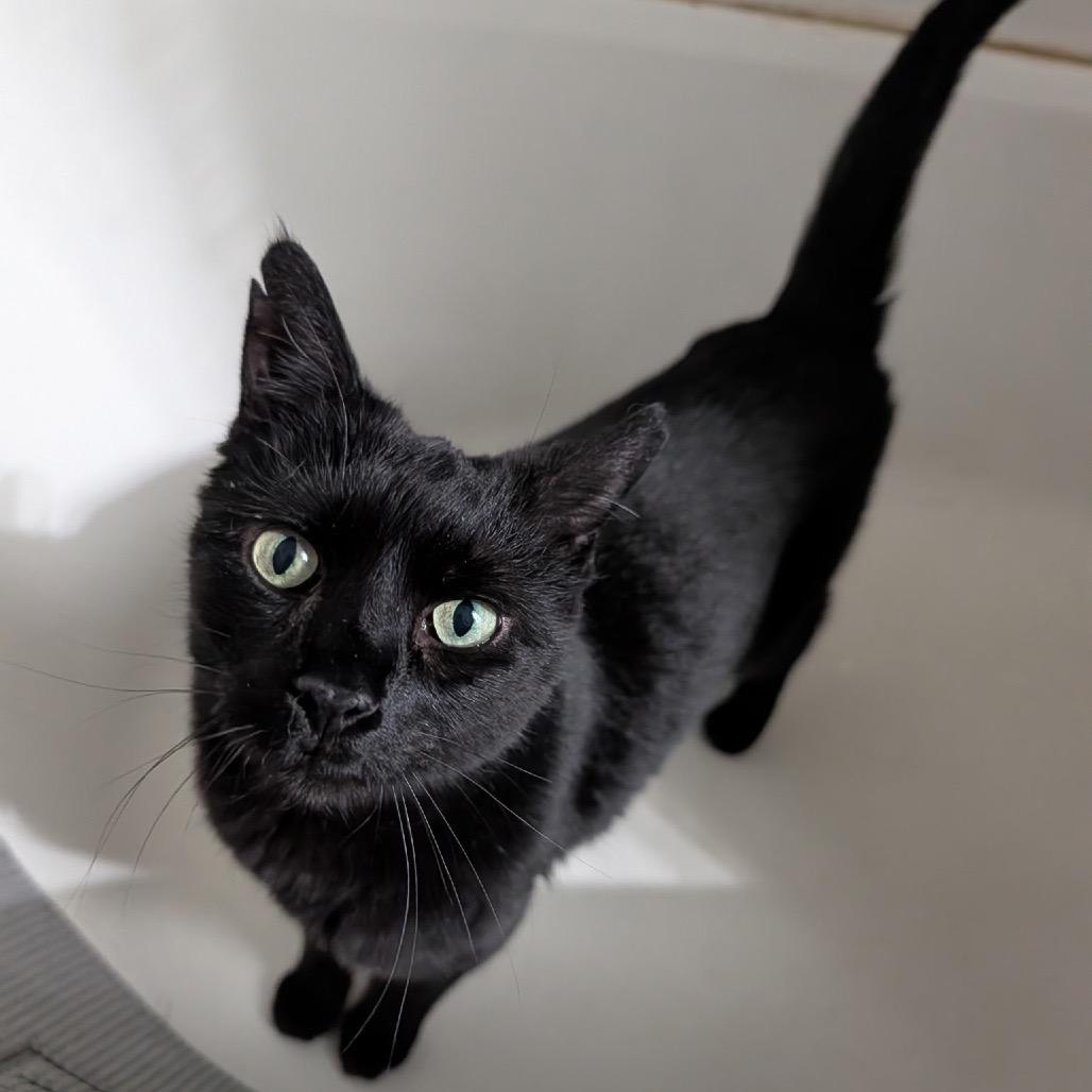 Enlarge Trout the Toothless, a Adoptable Domestic Short Hair in Ferndale, MI image 6/6