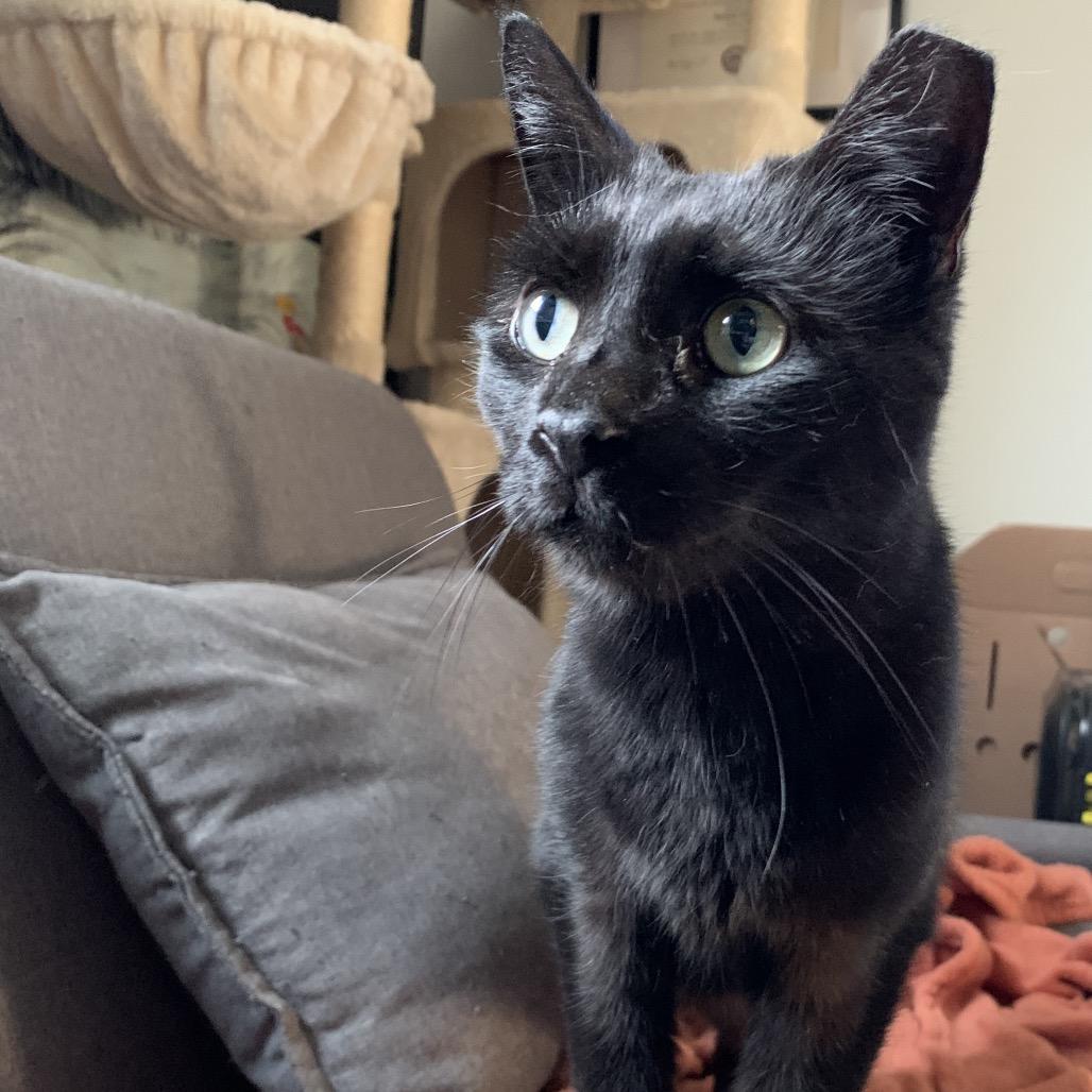 Enlarge Trout, a Adoptable Domestic Short Hair in Ferndale, MI image 6/6