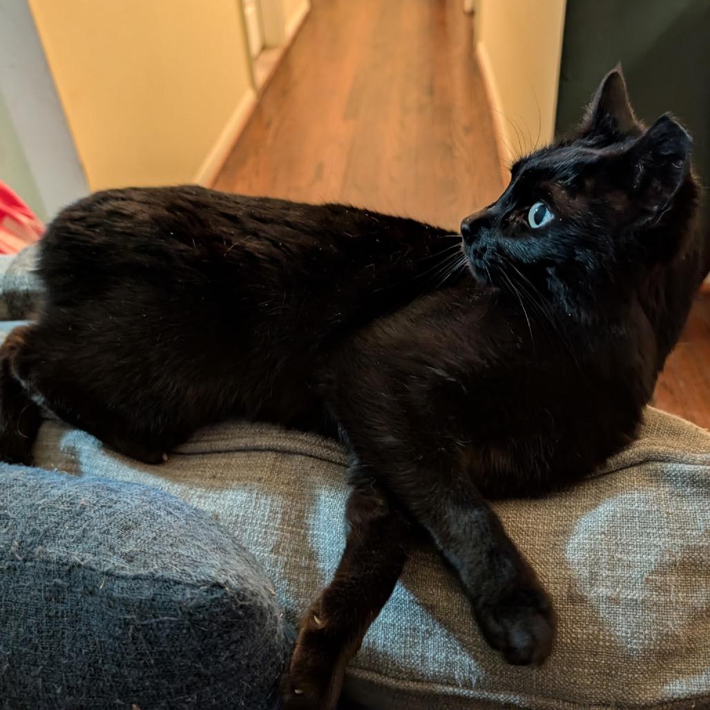 Enlarge Trout the Toothless, a Adoptable Domestic Short Hair in Ferndale, MI image 6/6