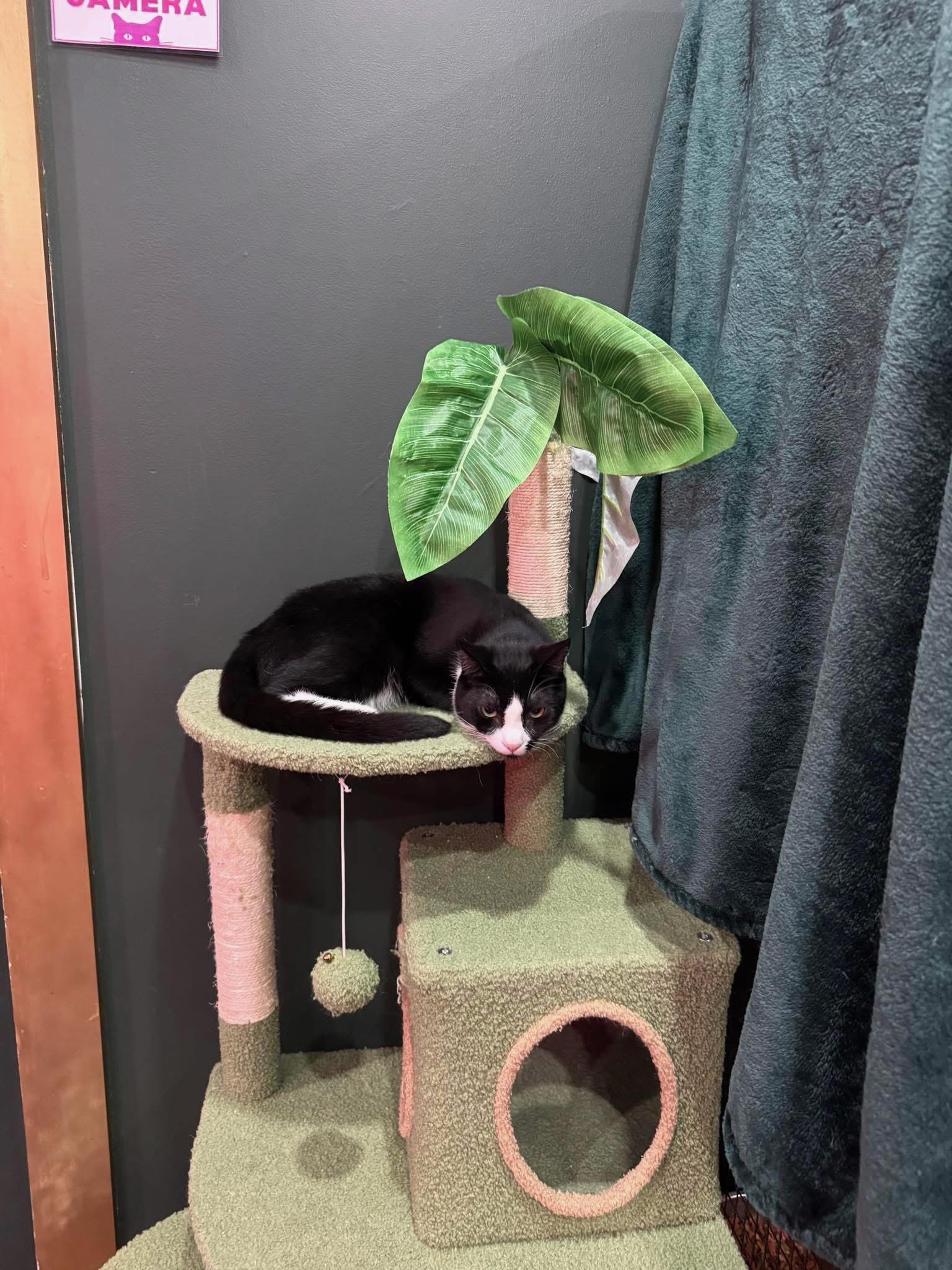 Michael & Sammy, a ADOPTABLE Domestic Short Hair in Kennebunk , ME image 6/6