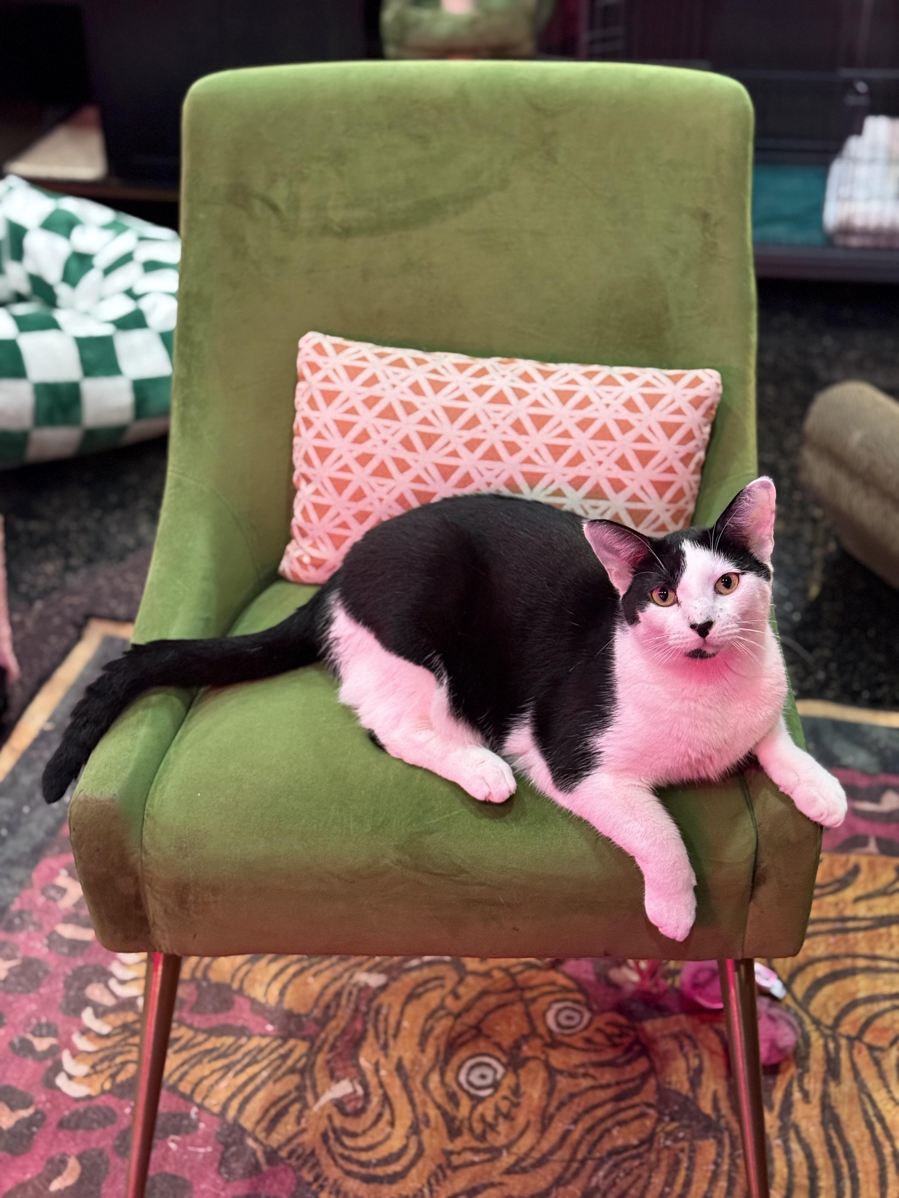 Michael & Sammy, a ADOPTABLE Domestic Short Hair in Kennebunk , ME image 4/6